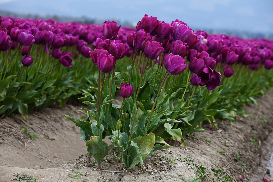 Tulip Farm, Skagit Valley, Washington, USA