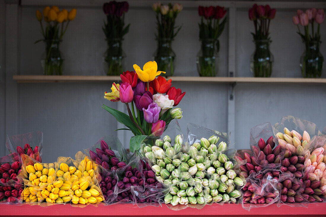 Tulpenfarm, Skagit Valley, Washington, USA