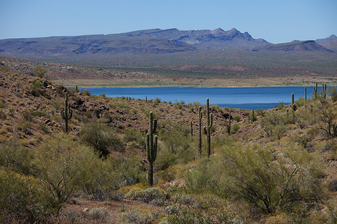 Saguaro Cactus on Arizona Side of Lake Havasu, California in the Background, USA