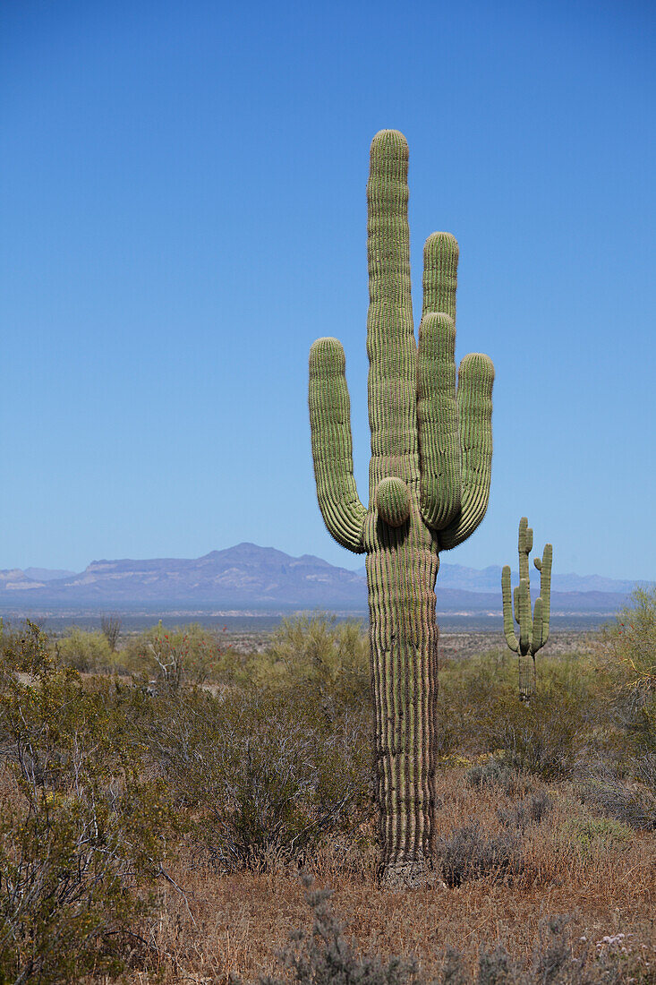 Saguaro Cactus, Western Arizona, USA