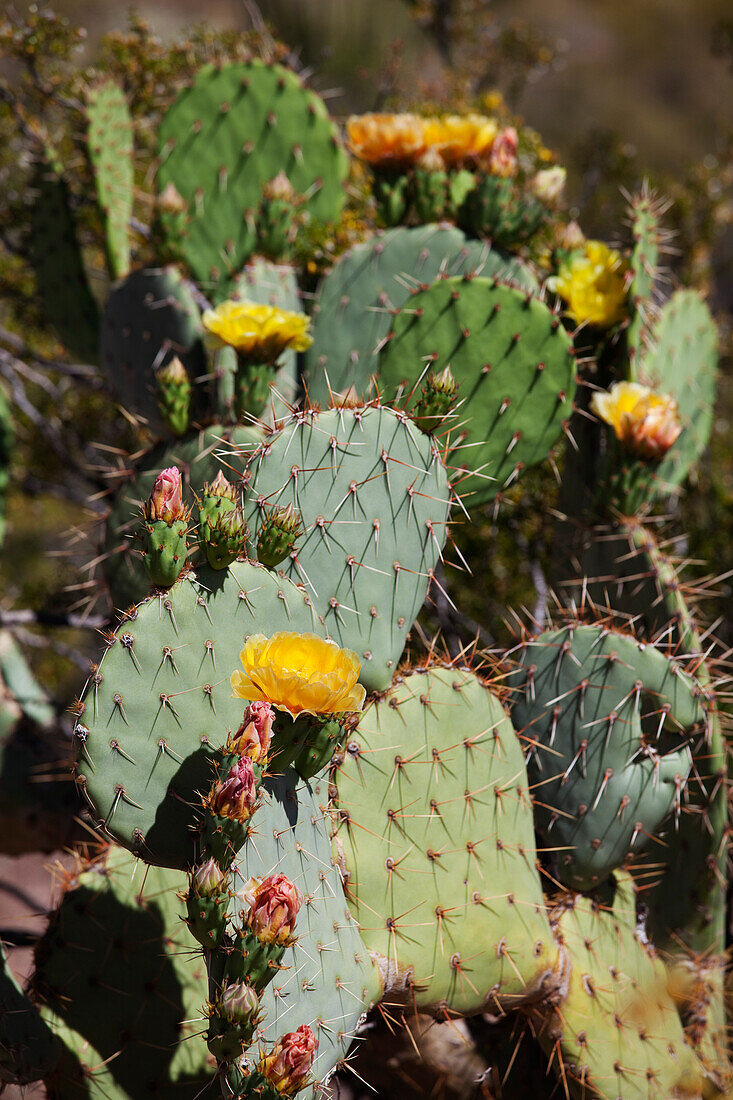 Blühender Feigenkaktus, Arizona, USA