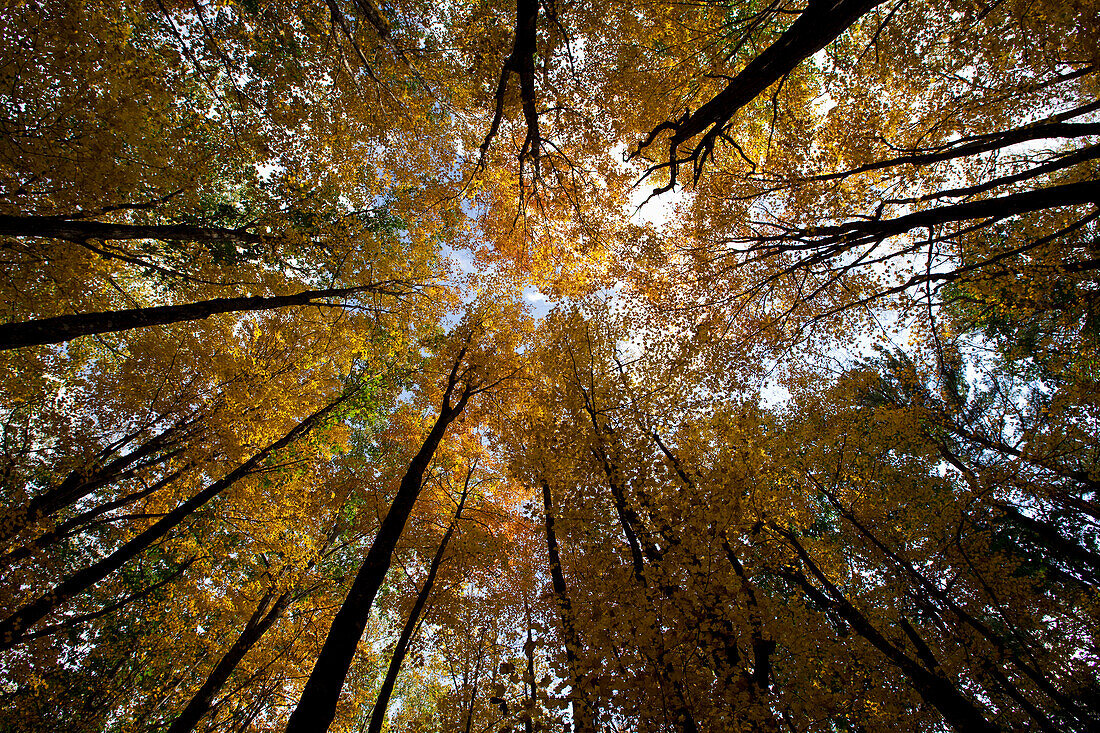 Waldlandschaft der Appalachen, West Virginia, USA