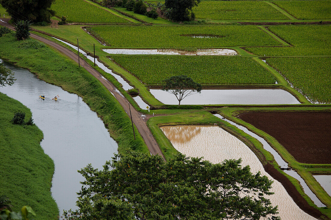 Taro Fields, Kauai, Hawaii, USA