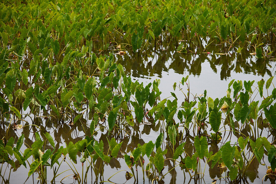 Taro-Felder, Kauai, Hawaii, USA