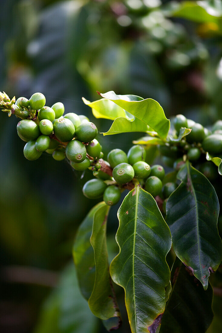 Kaffeeplantage, Kauai, Hawaii, USA