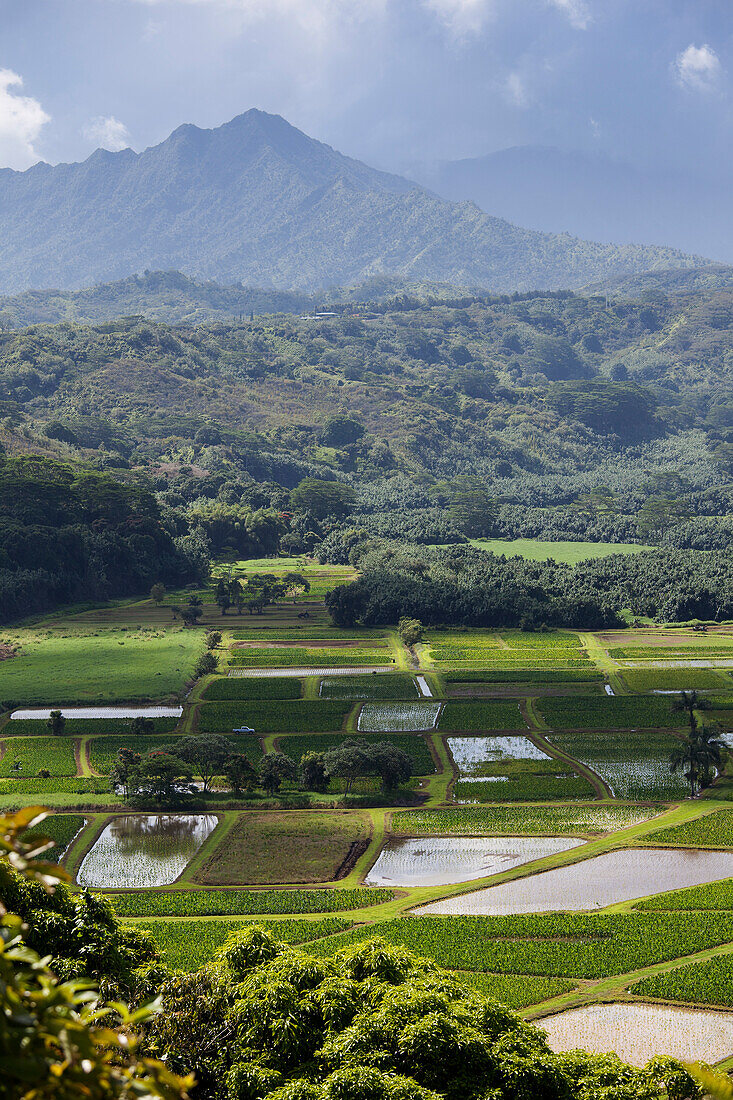 Taro-Felder, Kauai, Hawaii, USA