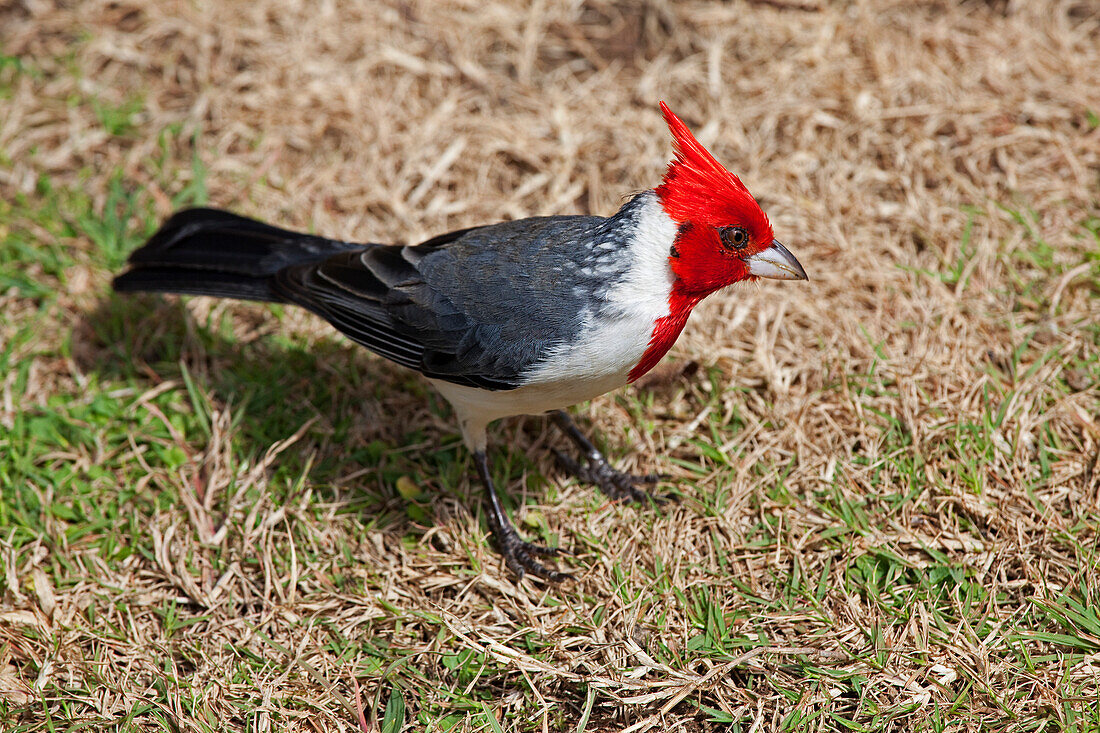 Rotschopfkardinal, Kauai, Hawaii, USA