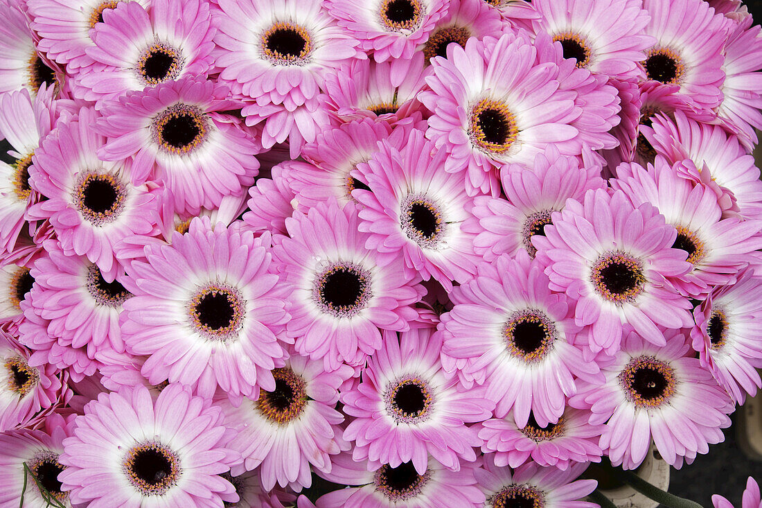 Nahaufnahme von Gerbera-Gänseblümchen in einem Blumenladen, Berlin, Deutschland