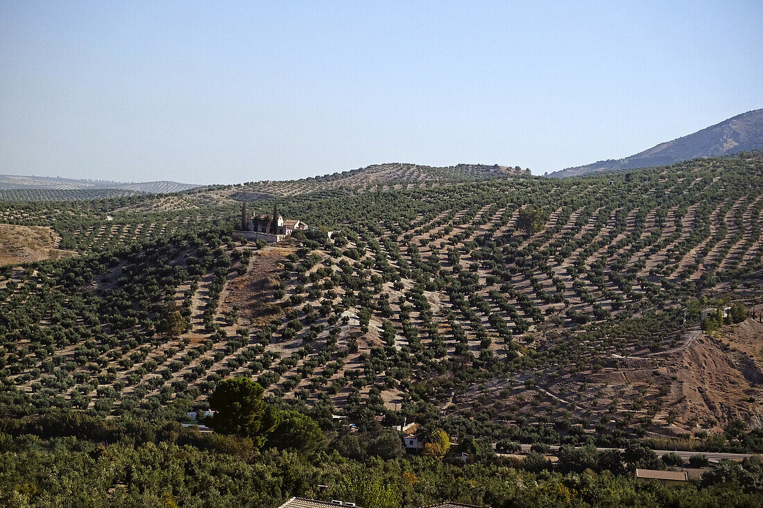 Scenic view of farmland with orchards enroute from Granada to Madrid, Spain