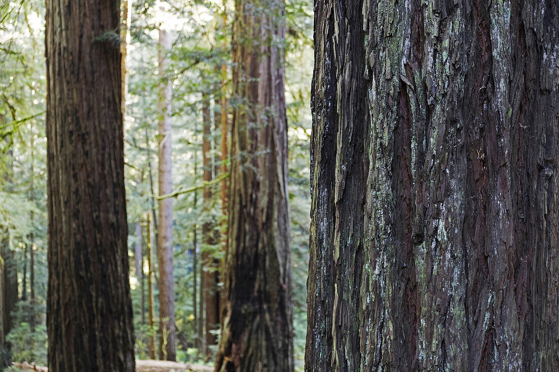 Nahaufnahme von Mammutbaumstämmen in einem Wald in Nordkalifornien, USA