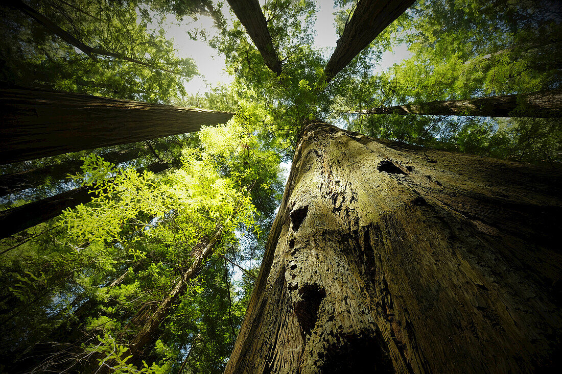 Looking up at large, sequoia trees in forest in Northern California, USA