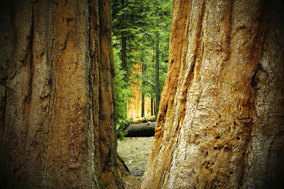 View of forest between two large, sequoia tree trunks in Northern California, USA