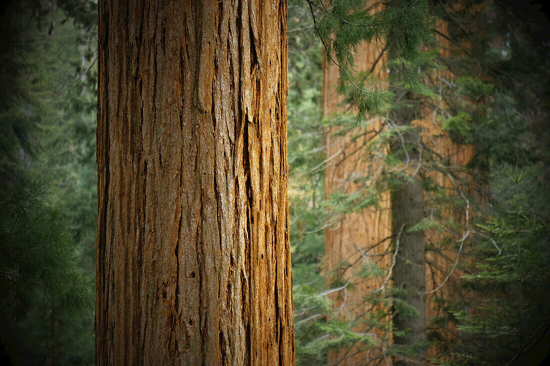 Nahaufnahme von Mammutbaumstämmen in einem Wald in Nordkalifornien, USA