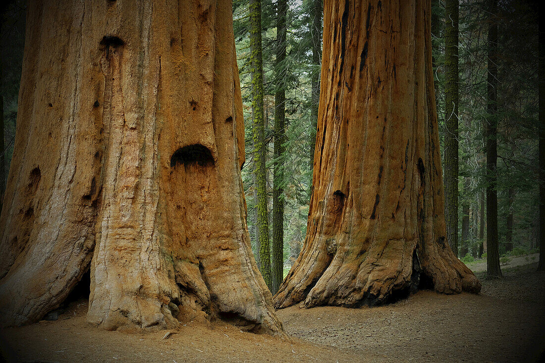 Nahaufnahme der Basis eines großen Mammutbaumstammes im Wald in Nordkalifornien, USA