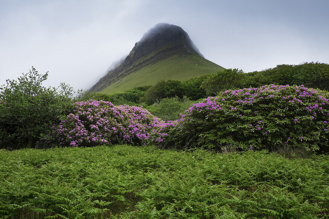 Benbulbin im Nebel, Dartry Mountains, Grafschaft Sligo, Republik Irland