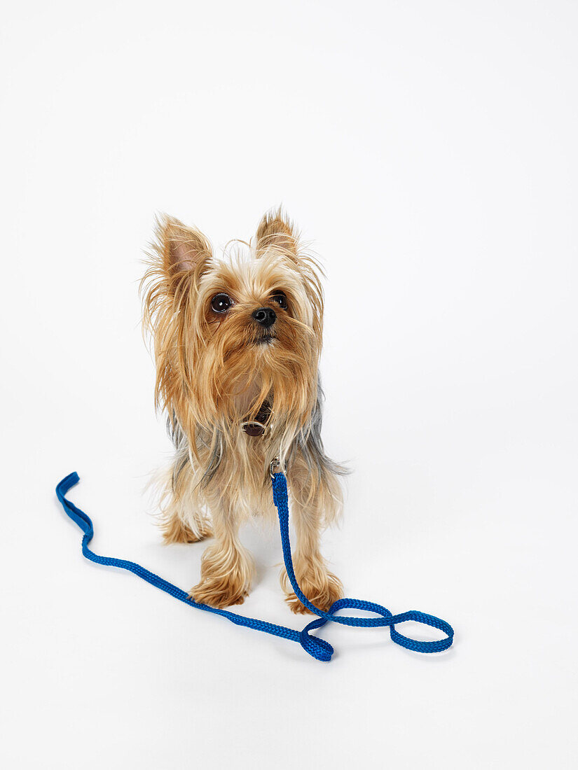 Yorkshire Terrier with Leash