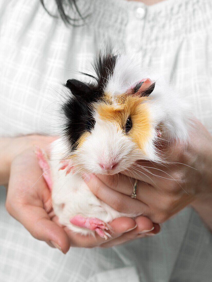 Guinea Pig