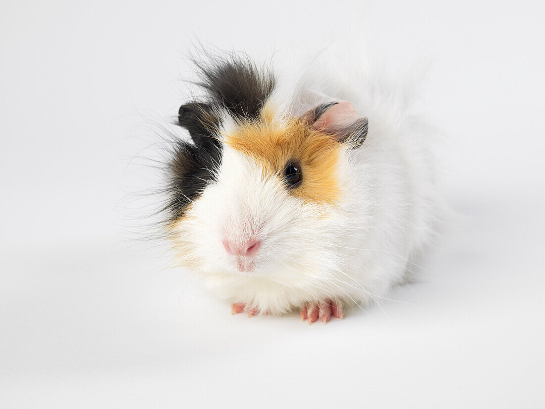 Guinea Pig