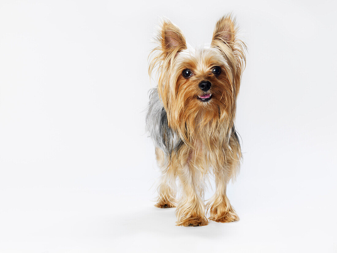 Bildnis eines Yorkshire Terriers