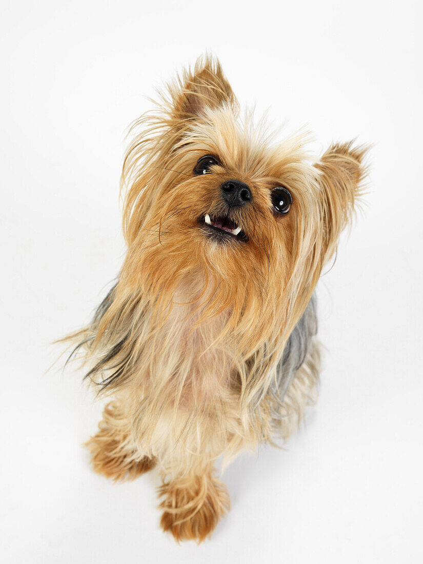 Portrait of Yorkshire Terrier