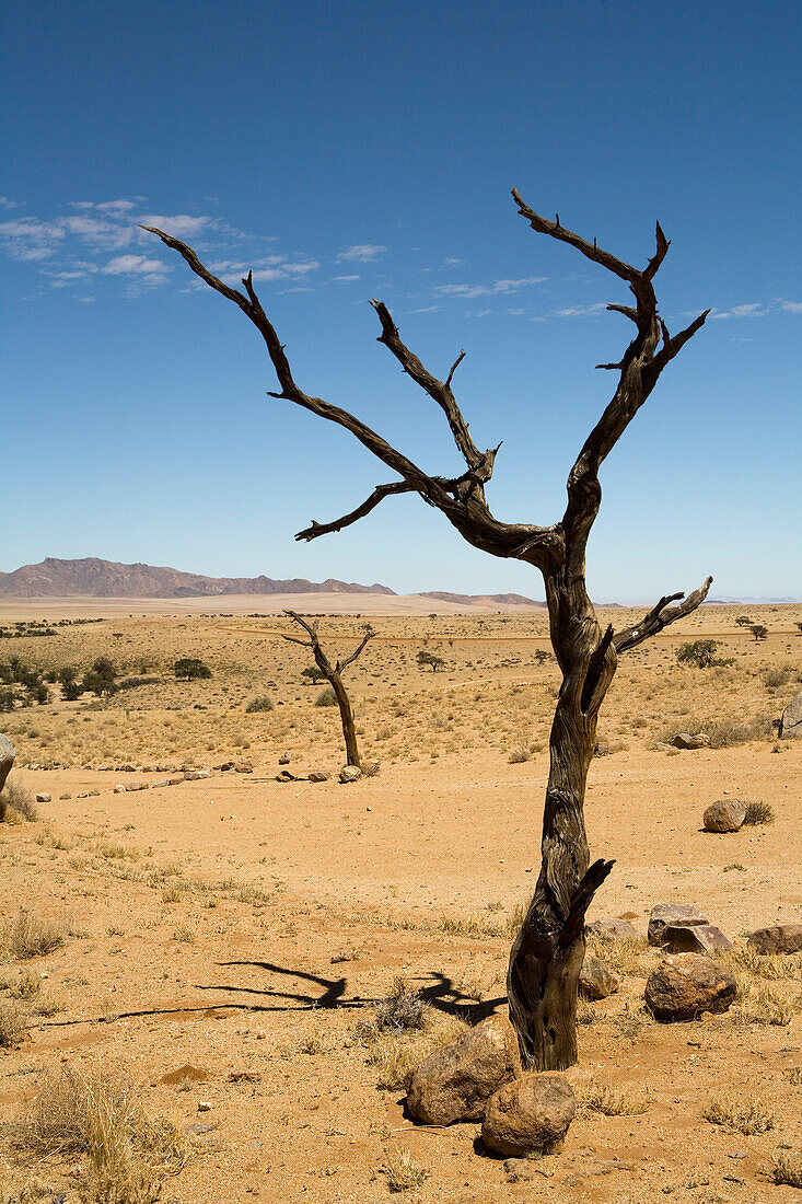 Abgestorbener Baum in der Wüste, Aus, Karas Region, Namibia
