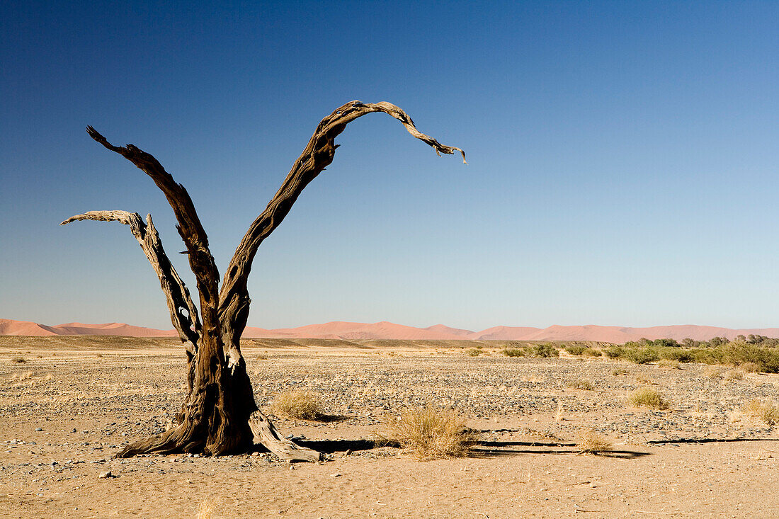 Abgestorbener Baum in der Wüste, Sossusvlei, Hardap, Namibia