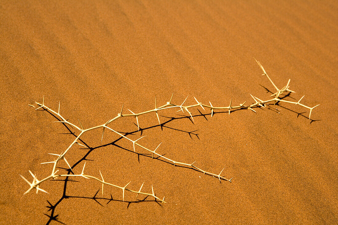 Dornenbusch auf Sand, Namib-Naukluft National Park, Namibia