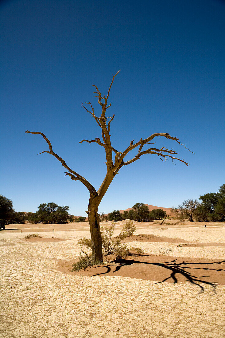 Dead Tree, Namib-Naukluft National Park, Namibia