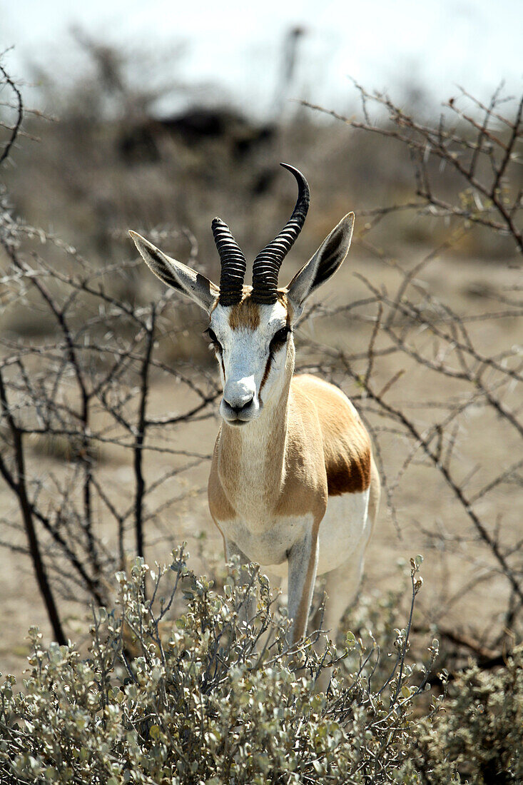 Springbock, Etosha National Park, Kunene Region, Namibia