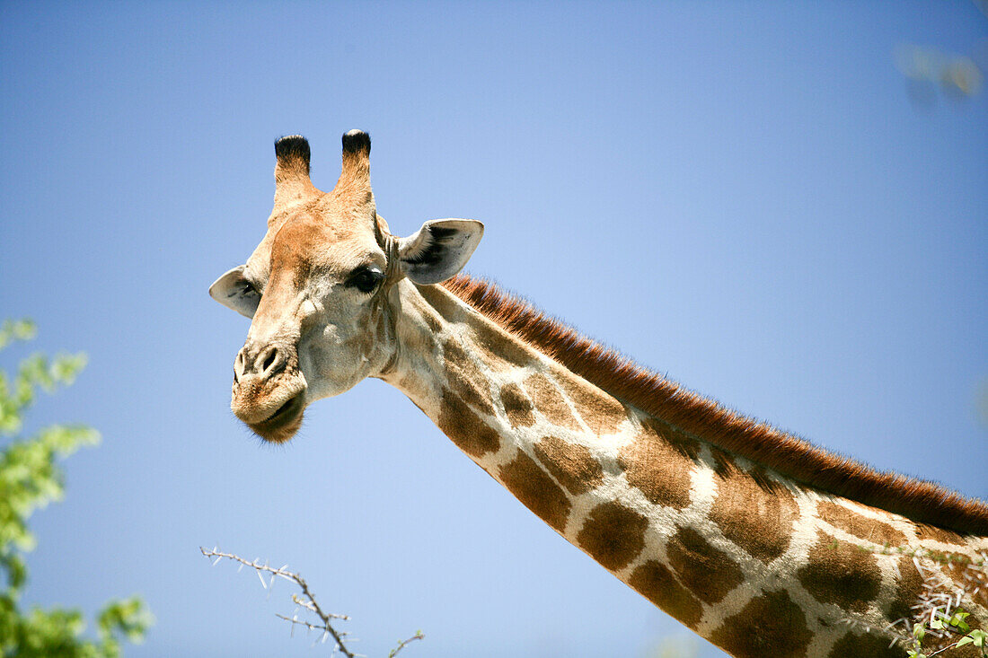 Giraffe, Etosha-Nationalpark, Kunene-Region, Namibia