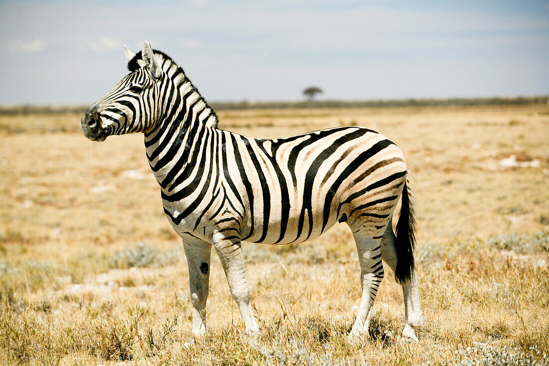 Zebra, Etosha-Nationalpark, Kunene-Region, Namibia