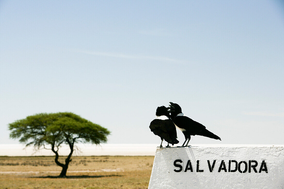 Two Birds at Salvadora Waterhole, Etosha Pan, Etosha National Park, Kunene Region, Namibia