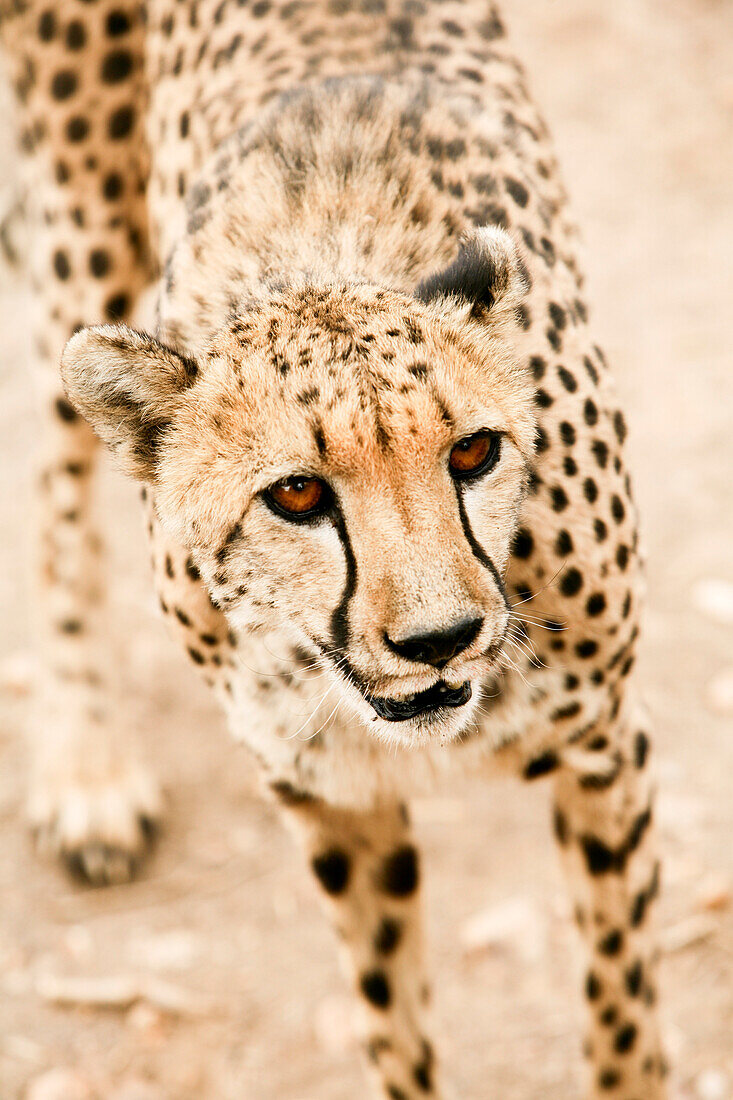 Nahaufnahme eines Geparden, Damaraland, Namibia