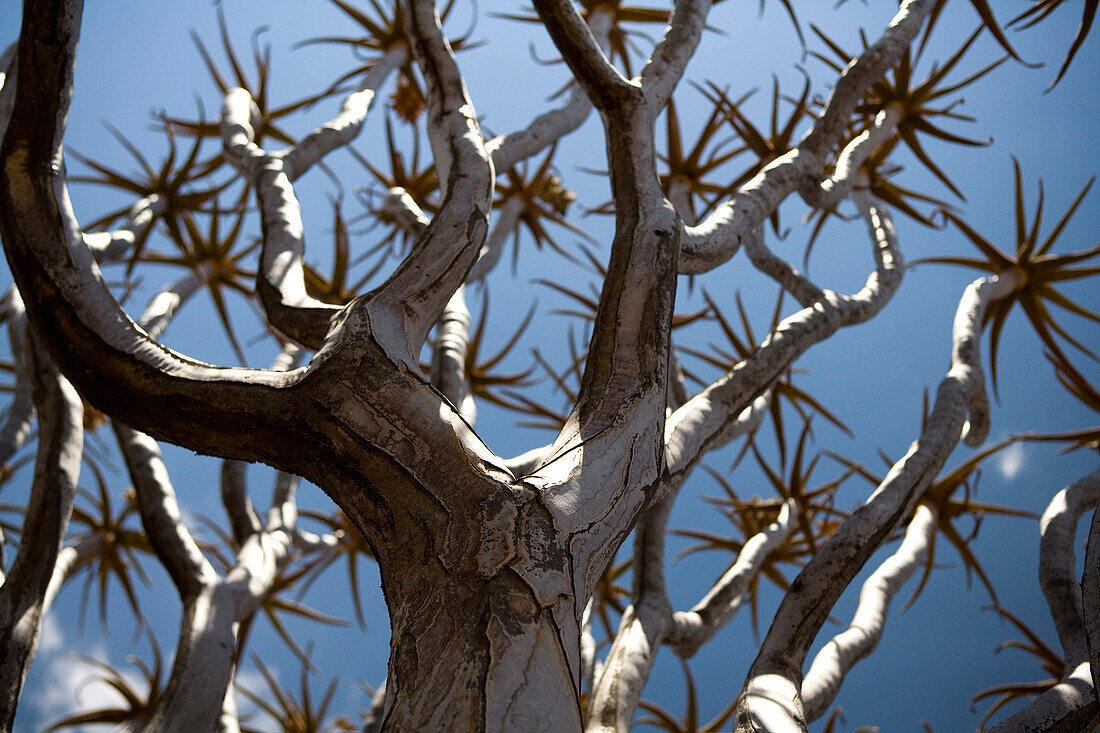 Kokerboom, Keetmanshoop, Namibia