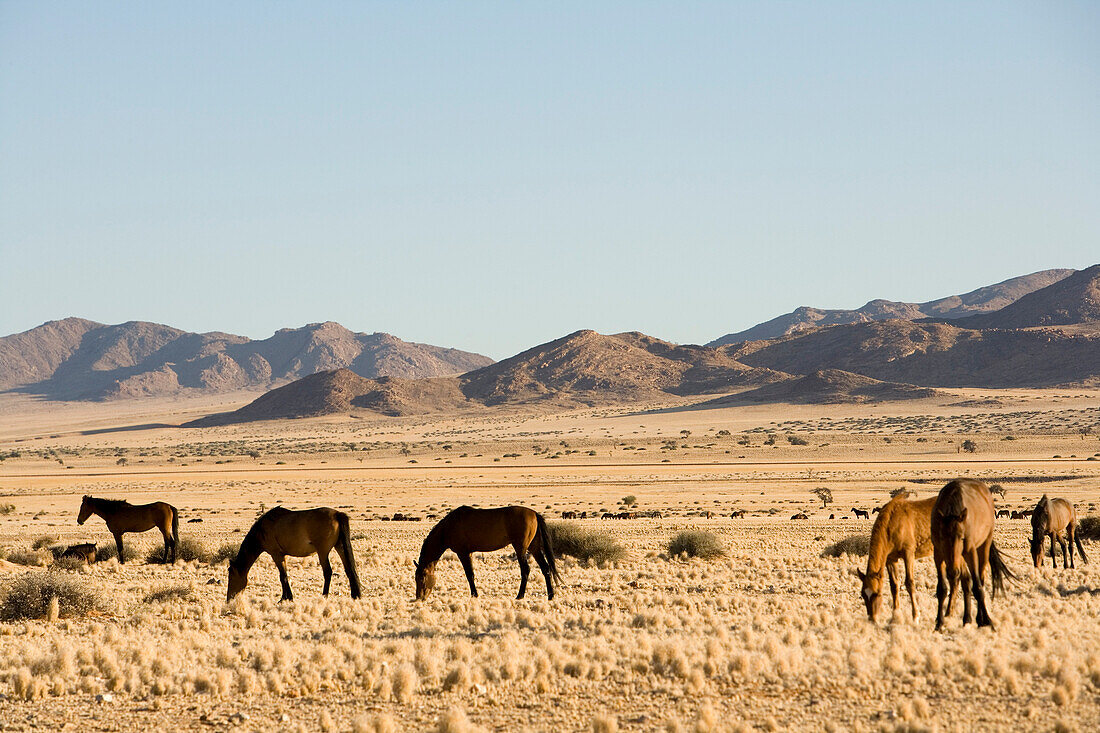 Horses, Aus, Karas Region, Namibia