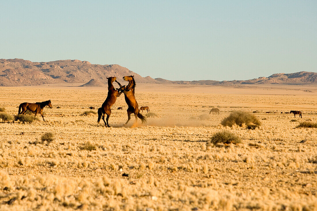 Horses, Aus, Karas Region, Namibia