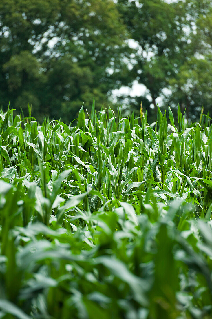Close-up of Corn, 's-Hertogenbosch, Noord Brabant, Netherlands