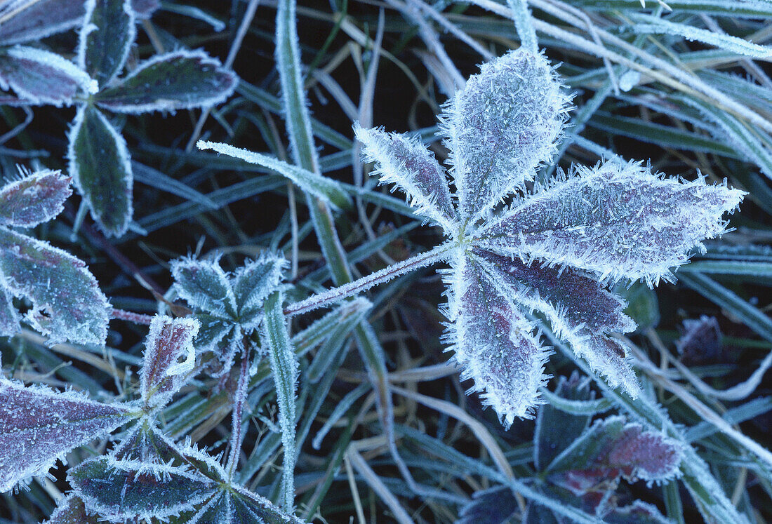 Frost, Shamper's Bluff, New Brunswick, Kanada