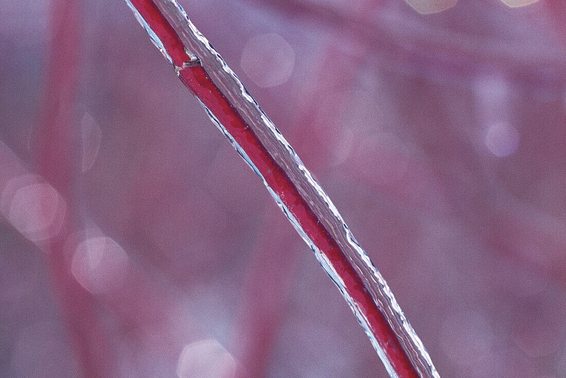 Ice on Branch, Shamper's Bluff, New Brunswick, Canada