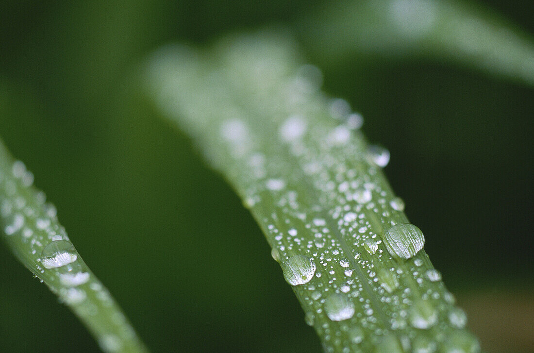 Tautropfen auf Grashalmen