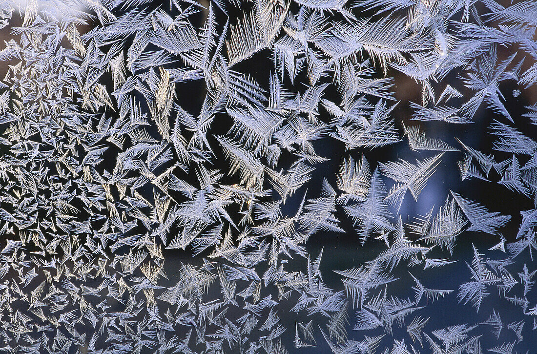 Frost Patterns on Glass, Shamper's Bluff, New Brunswick, Canada