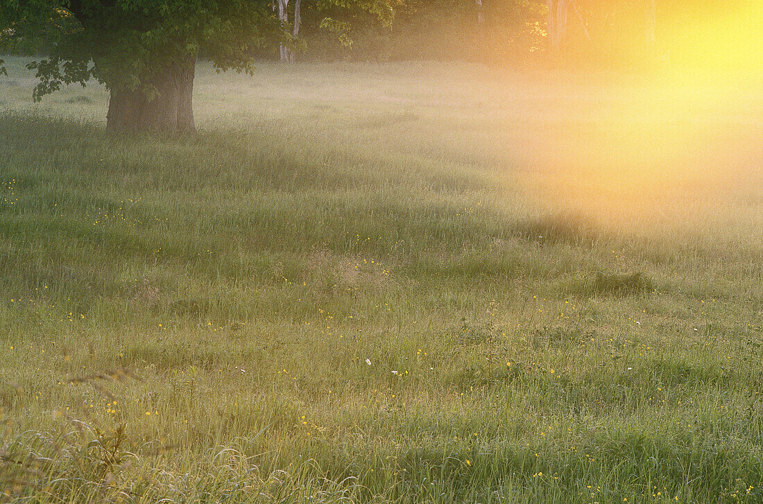 Morgennebel im Feld, Lower Jemseg, New Brunswick, Kanada