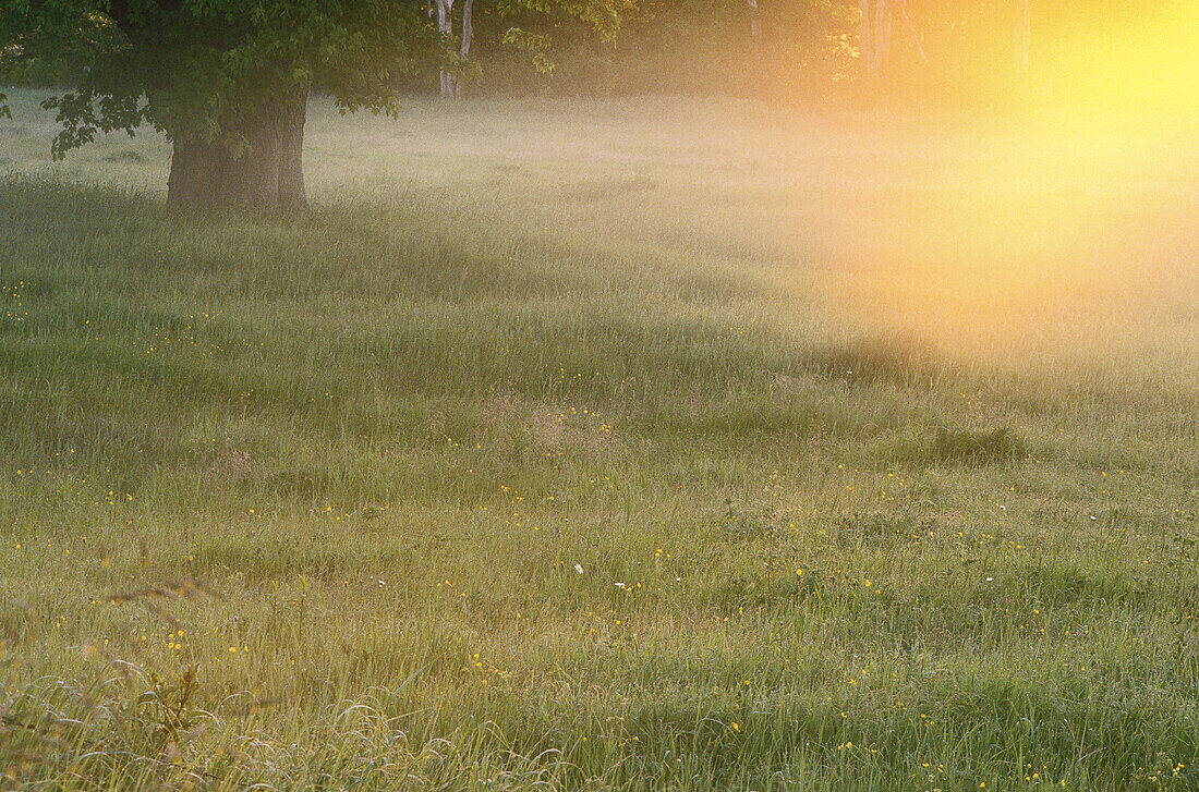 Morning Mist in Field, Lower Jemseg, New Brunswick, Canada