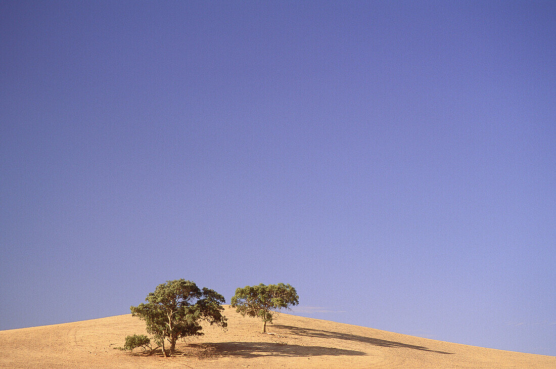 Bäume in den Adelaide Hills, Südaustralien