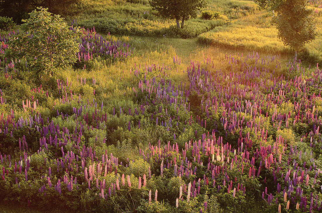 Field of Lupins, Shamper's Bluff, New Brunswick, Canada