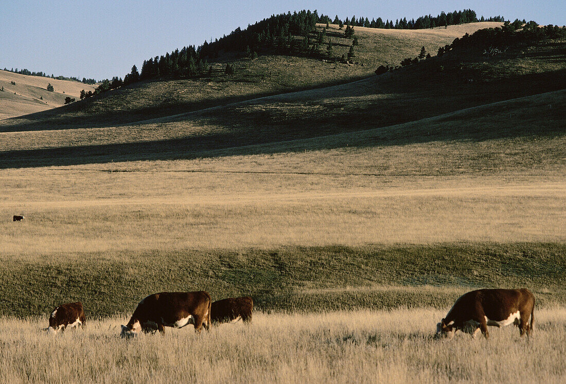 Rinder auf der Weide, Porcupine Hills, Alberta, Kanada