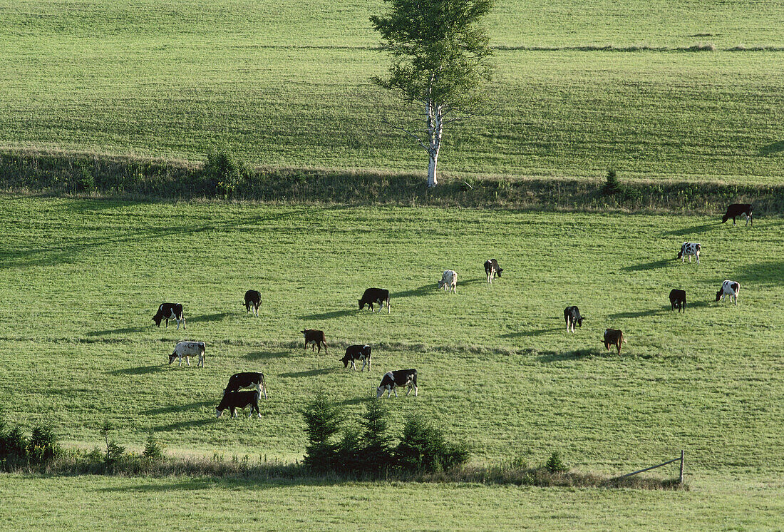Cattle near Wheatley River, Prince Edward Island, Canada