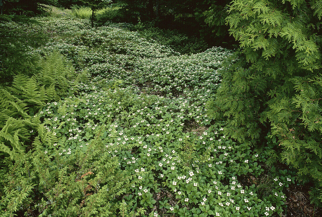 Bunchberry und Zedern, Shamper's Bluff, New Brunswick, Kanada