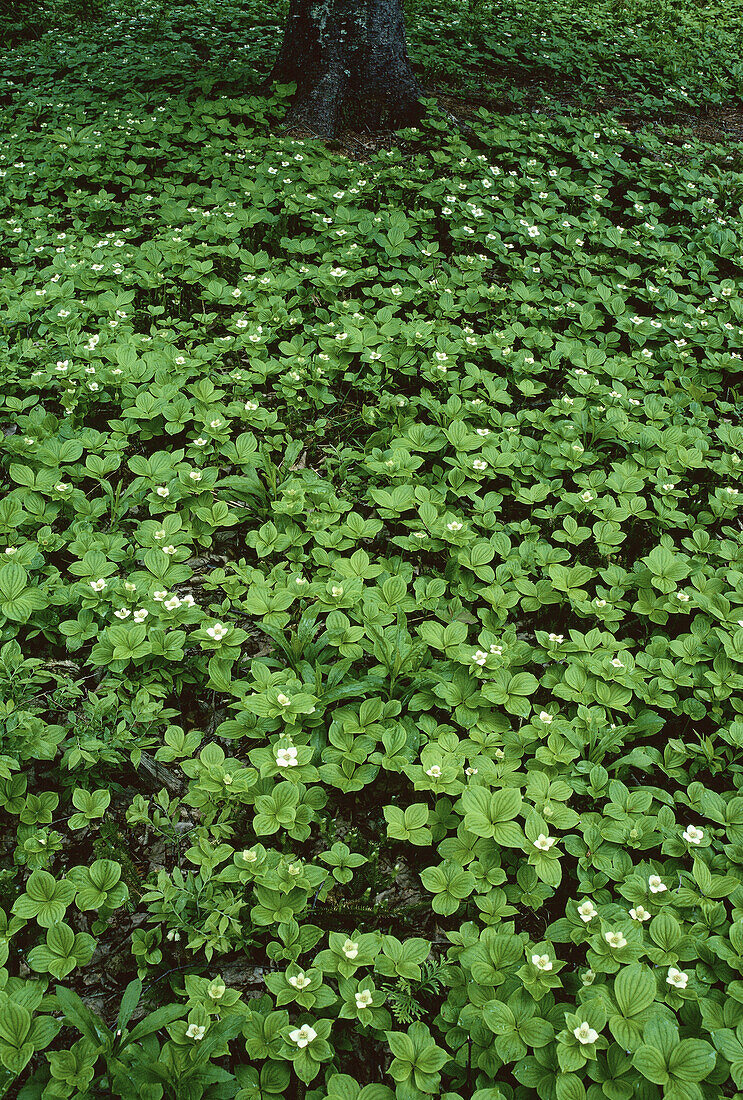 Bunchberry Blossoms, Shamper's Bluff, New Brunswick, Canada