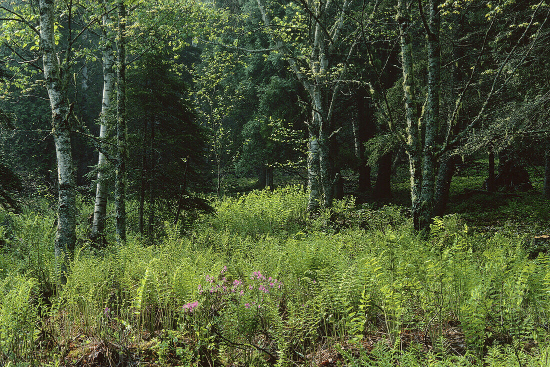 Spring Woods, Shamper's Bluff, New Brunswick, Canada